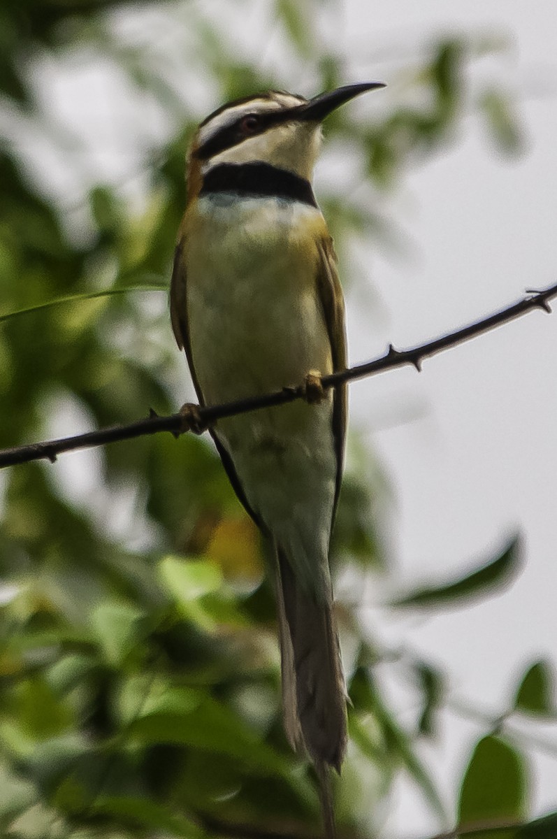 White-throated Bee-eater - David Bishop