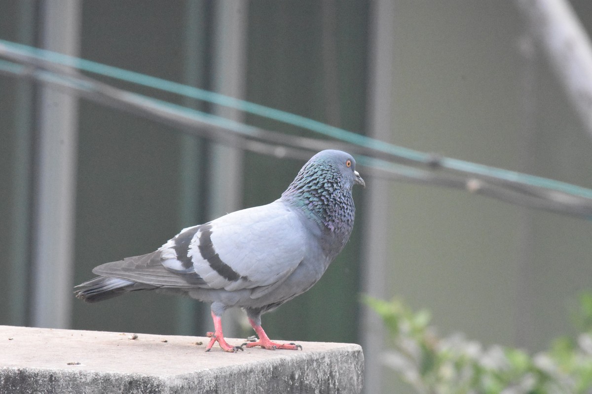 Rock Pigeon - Saraju Dash