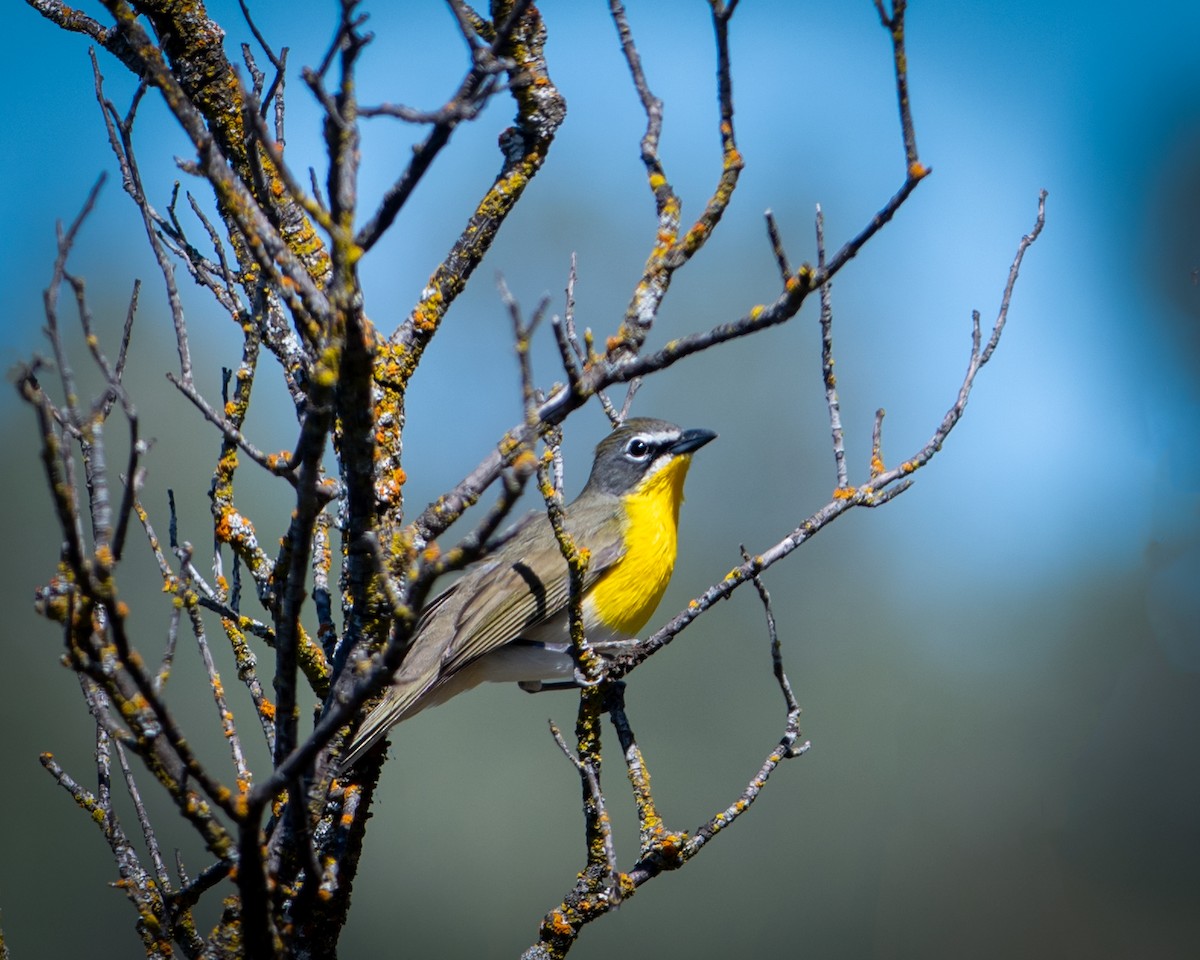 Yellow-breasted Chat - ML442964891