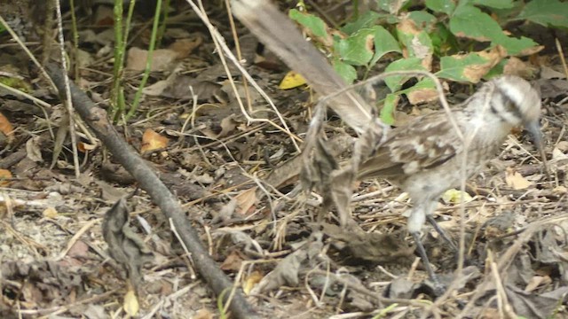 Long-tailed Mockingbird - ML442967851