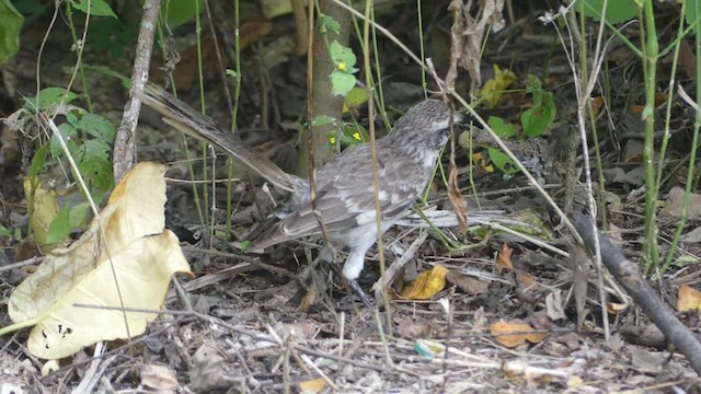 Long-tailed Mockingbird - ML442967911