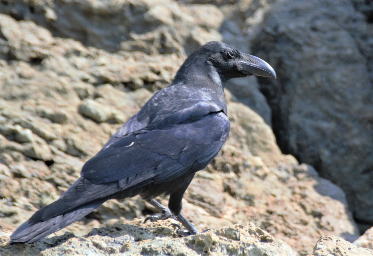 Large-billed Crow - Jörg Knocha