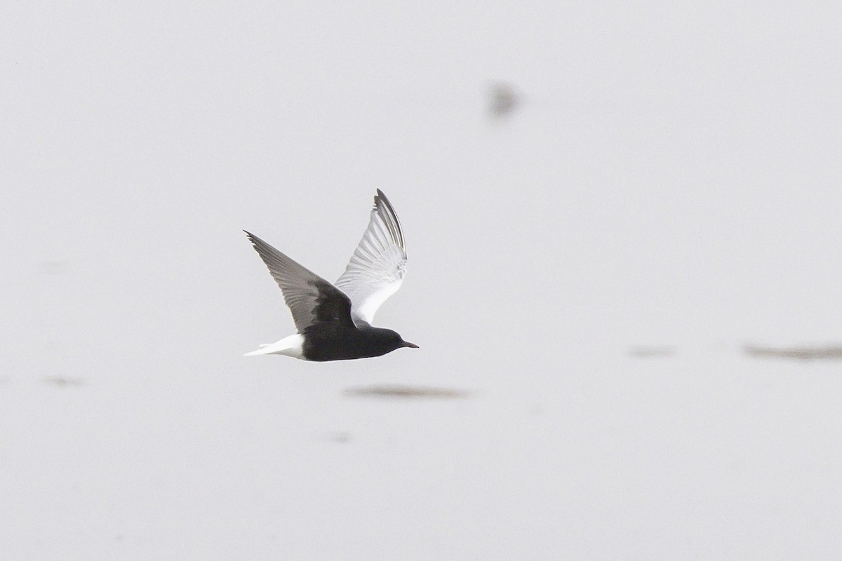 White-winged Tern - ML442970731