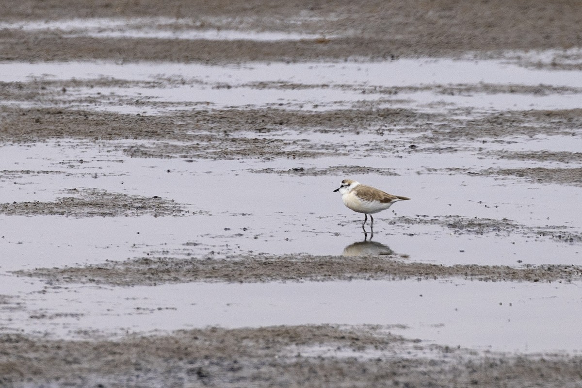 White-fronted Plover - ML442971331