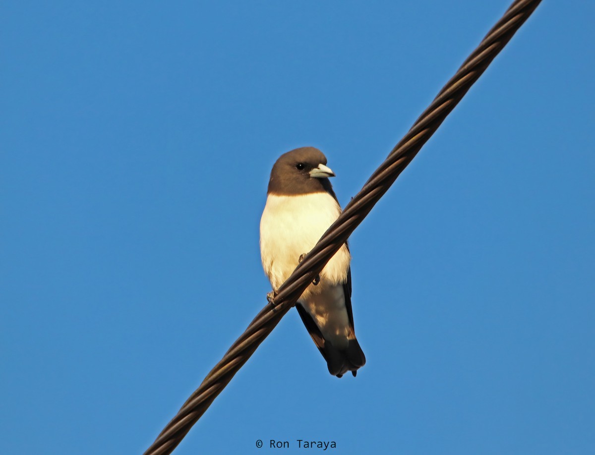 White-breasted Woodswallow - ML442971951