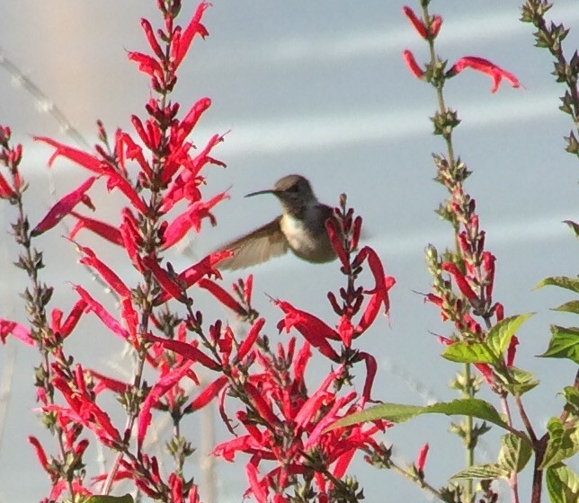 Calliope Hummingbird - ML44297331