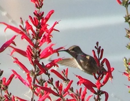 Calliope Hummingbird - ML44297411