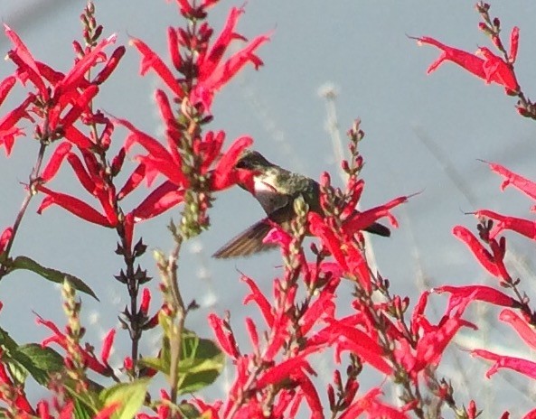 Calliope Hummingbird - ML44297431