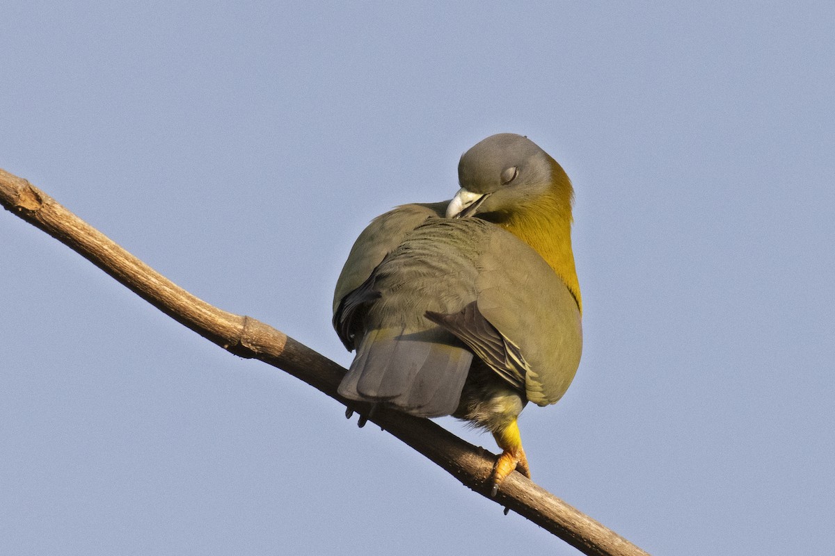 Yellow-footed Green-Pigeon - ML442977291
