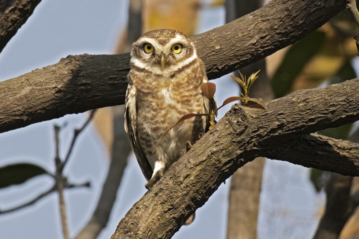 Spotted Owlet - ML442977351