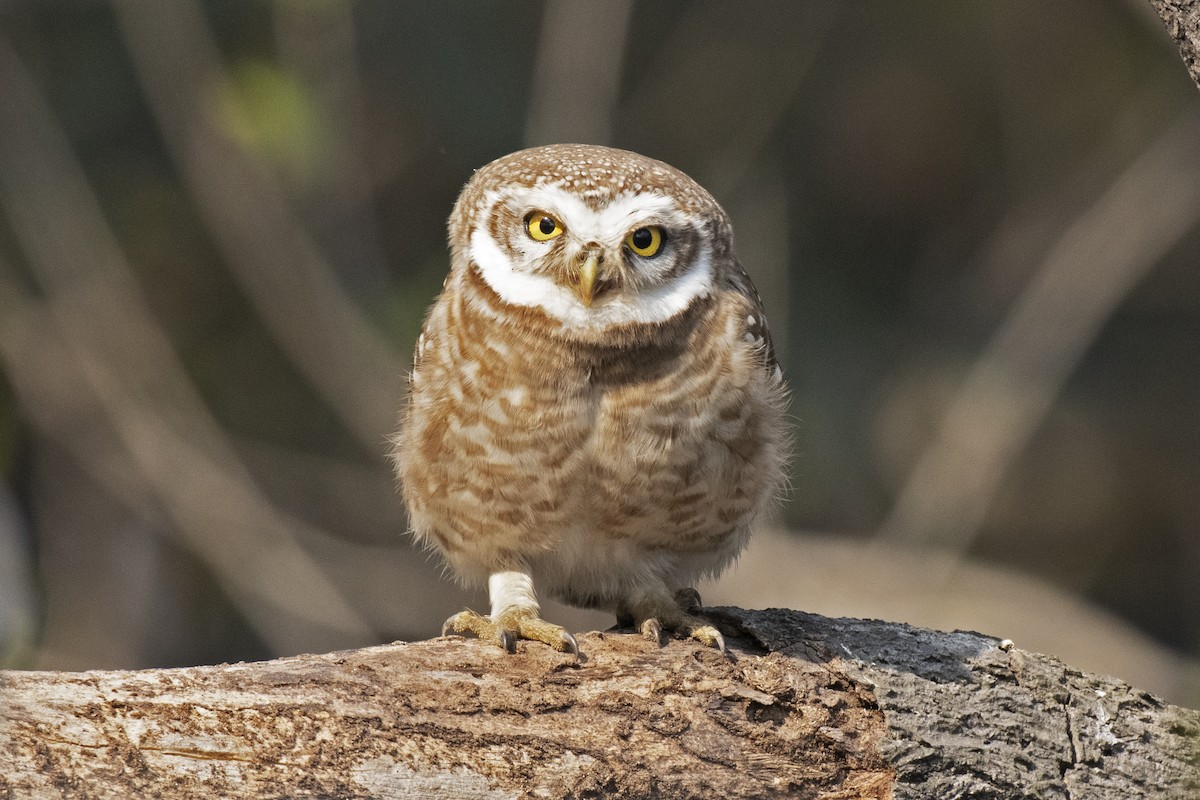 Spotted Owlet - ML442977381