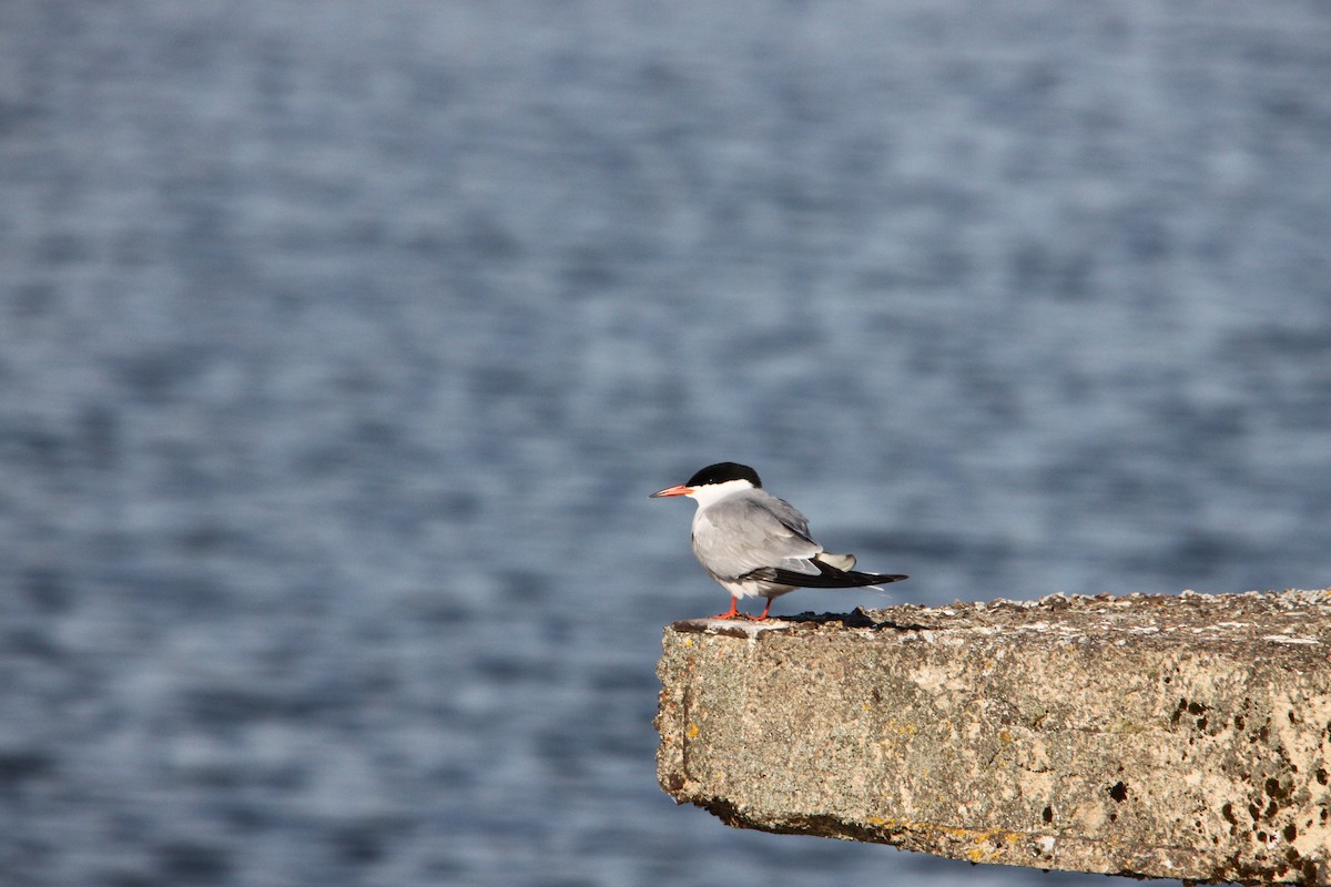 Common Tern - ML442979121