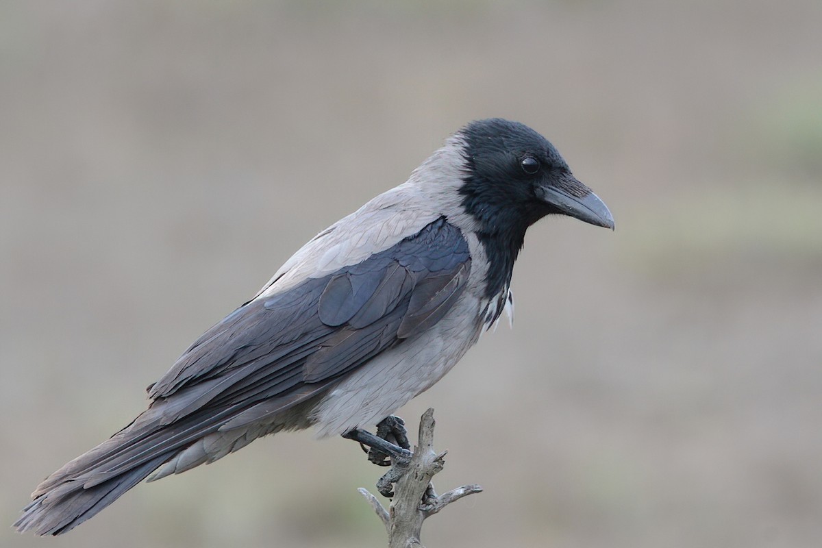 Hooded Crow - ML442979441