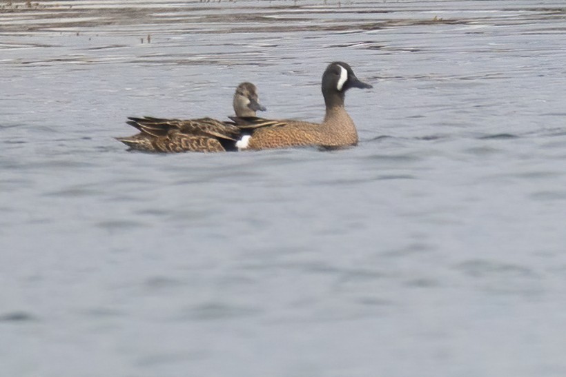 Blue-winged Teal - ML442990021