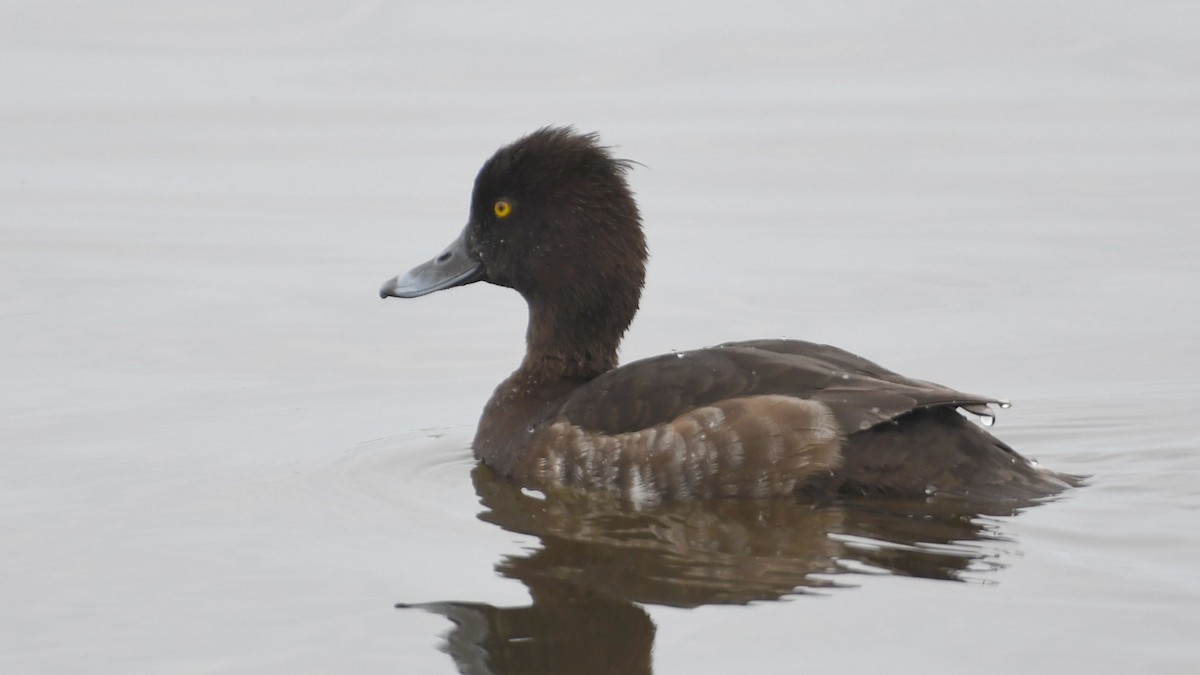 Tufted Duck - ML442994661
