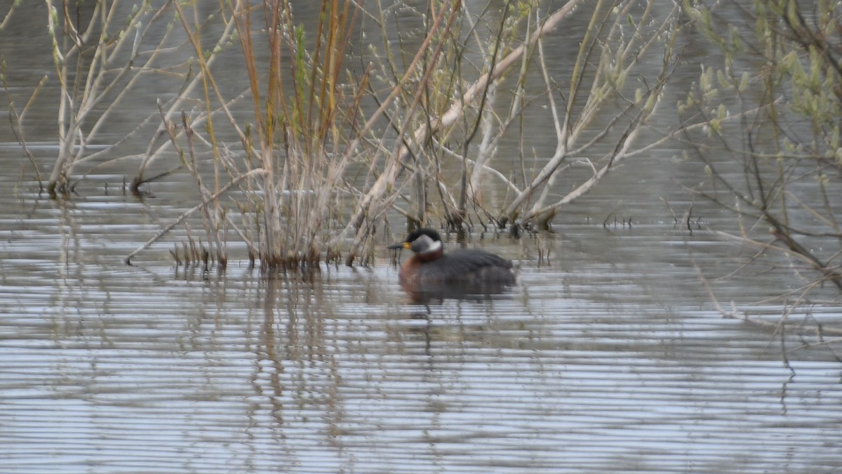 Red-necked Grebe - ML442994801