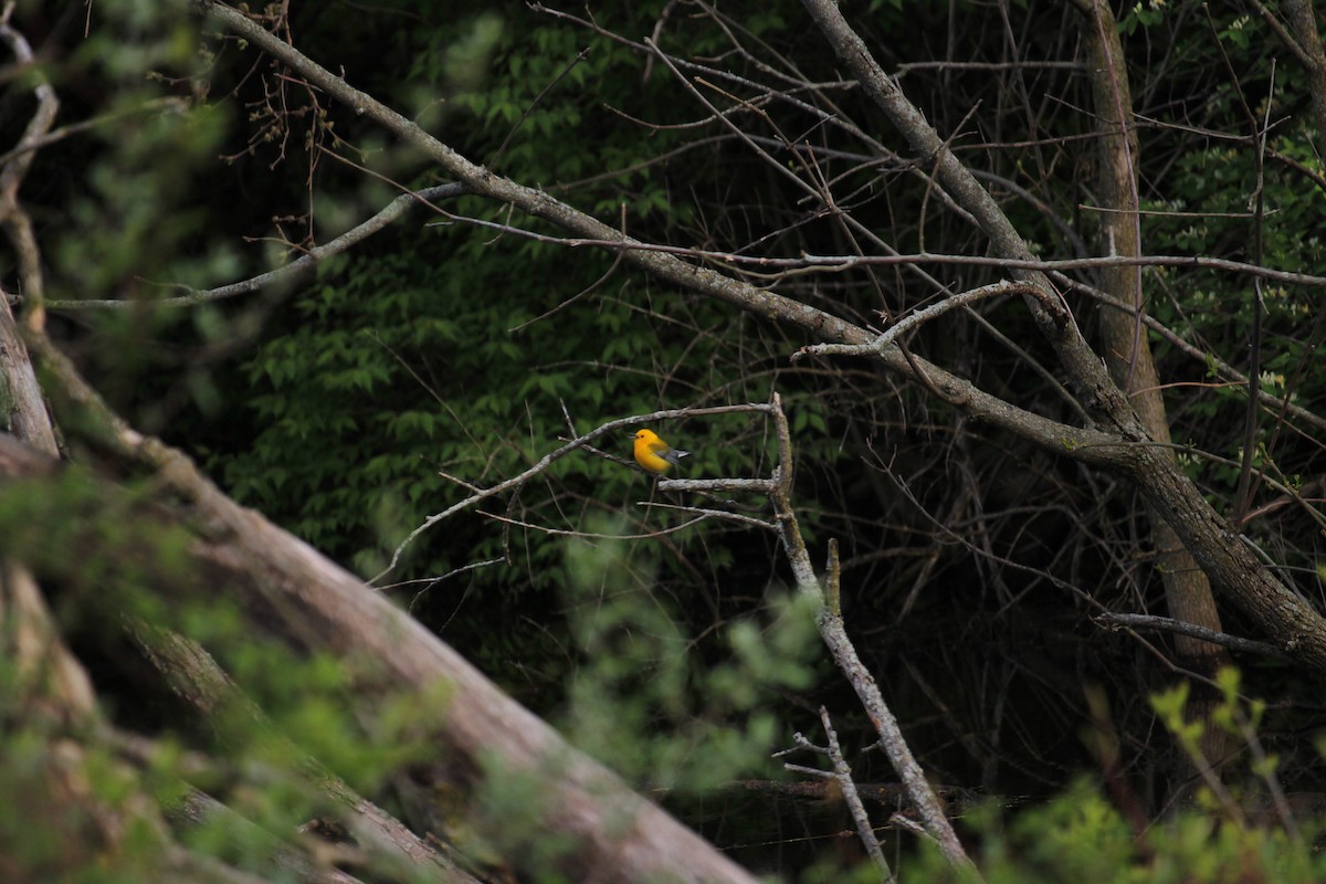 Prothonotary Warbler - ML442997131