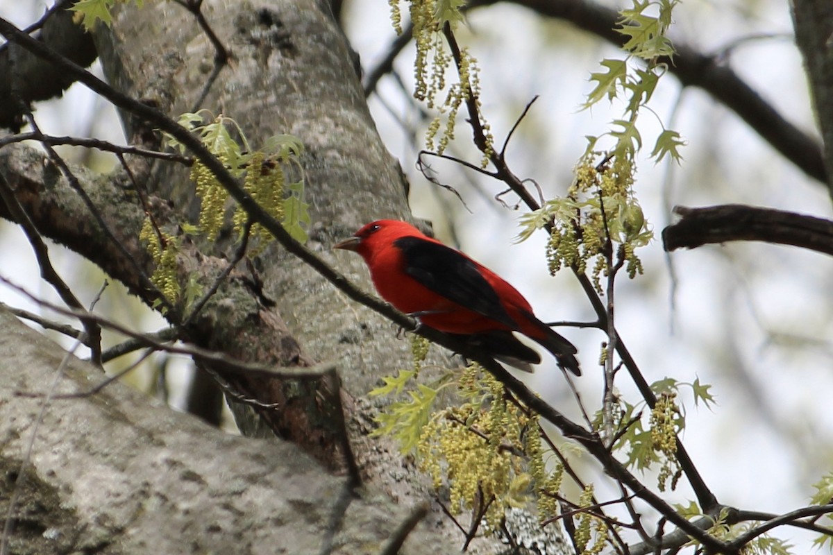 Scarlet Tanager - ML442997281