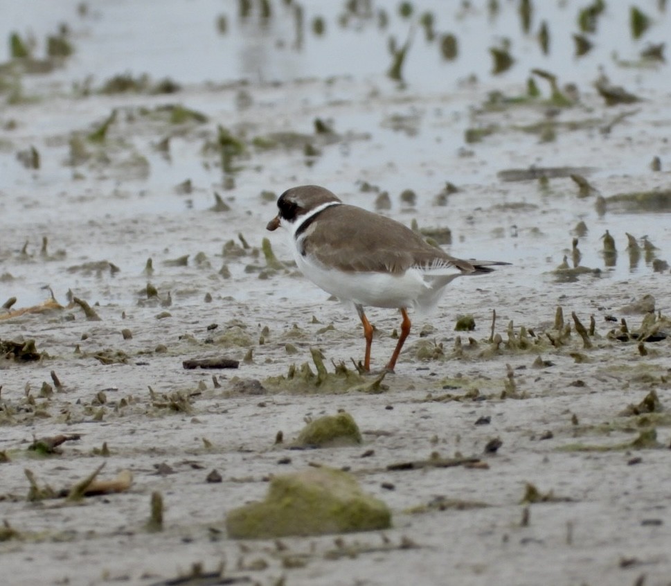 Semipalmated Plover - ML443002601