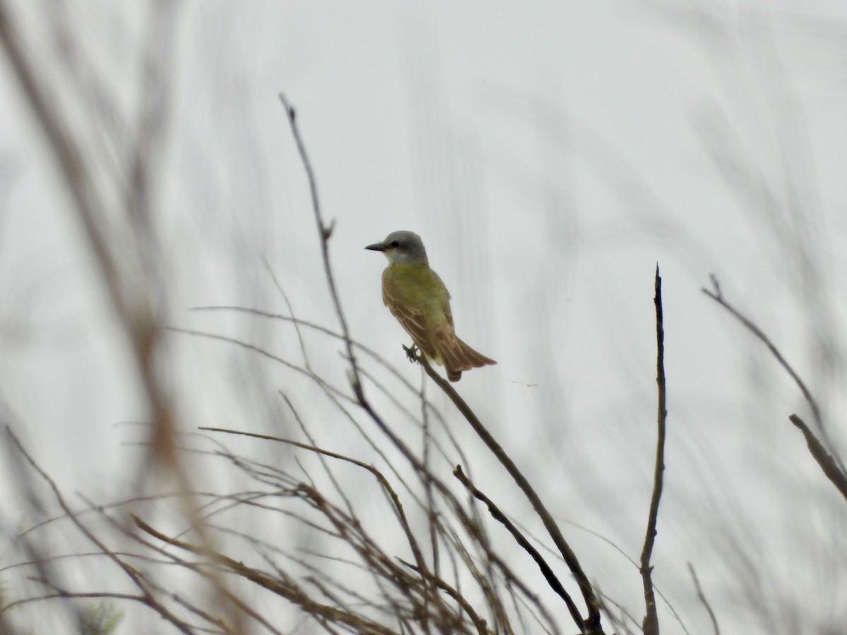 Couch's Kingbird - Christopher Daniels