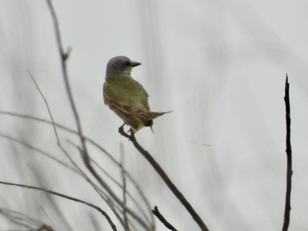 Couch's Kingbird - Christopher Daniels