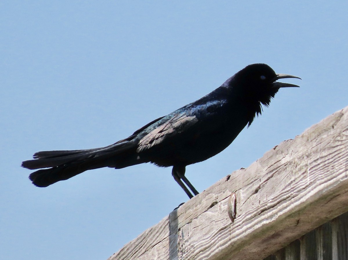 Boat-tailed Grackle - ML443003641