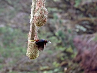 Chestnut-headed Oropendola - eBird