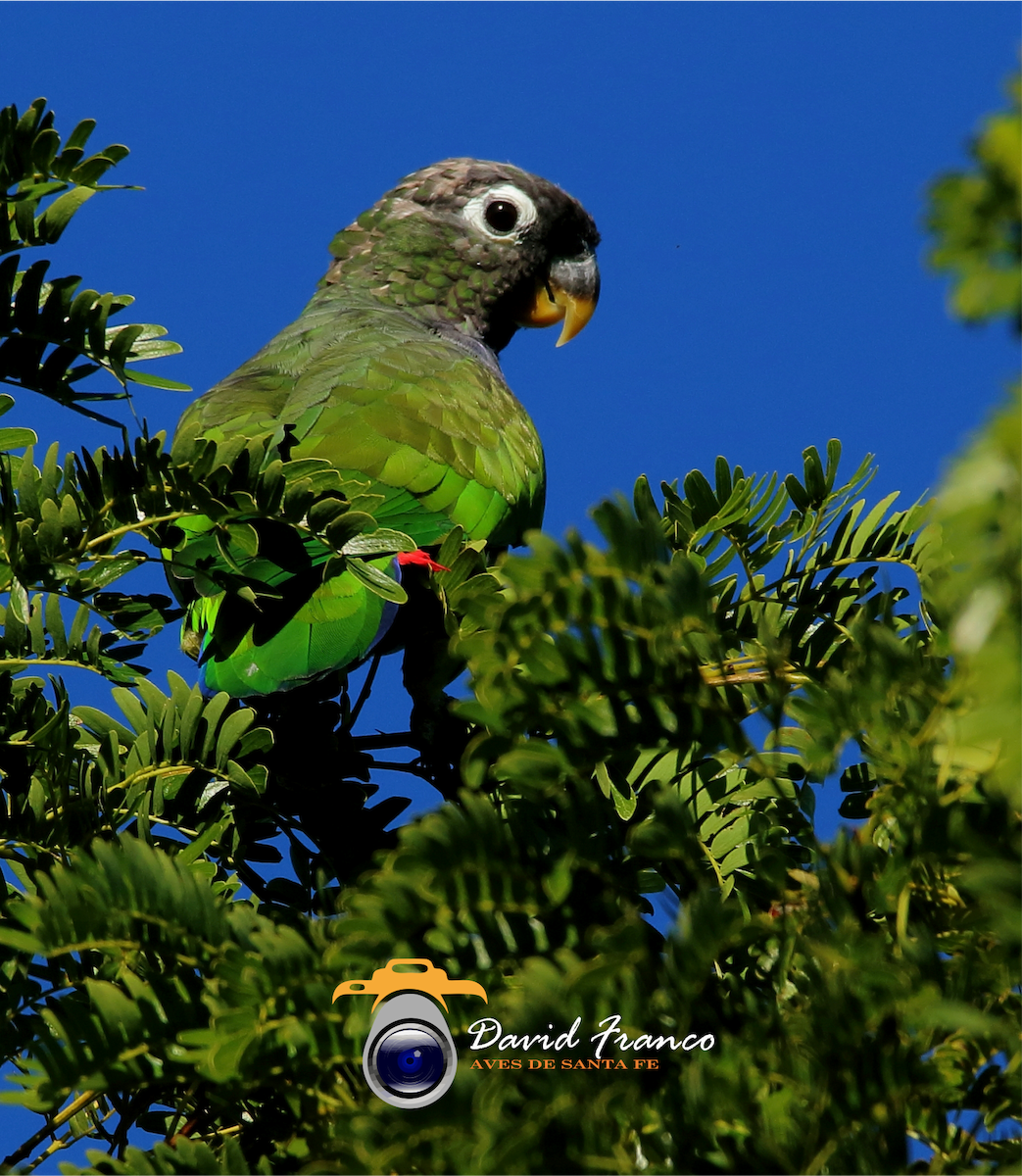 Scaly-headed Parrot - ML443005251