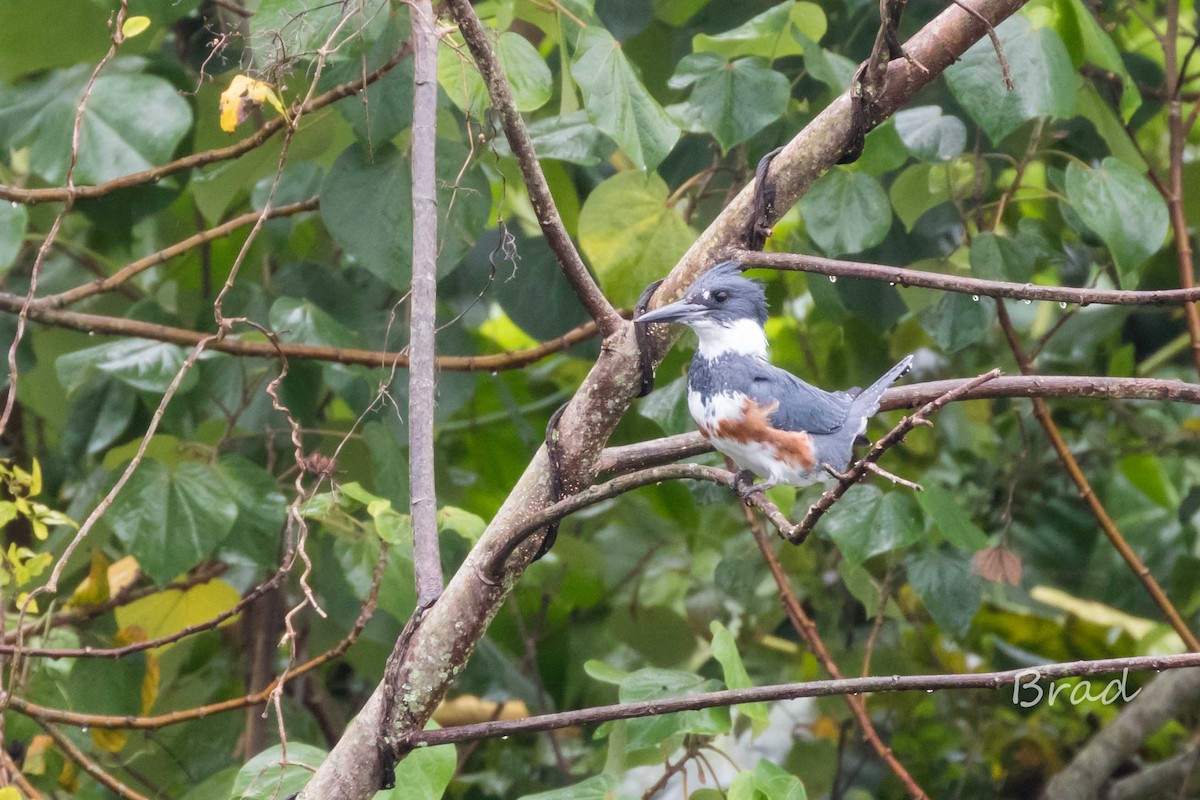Belted Kingfisher - ML44300661