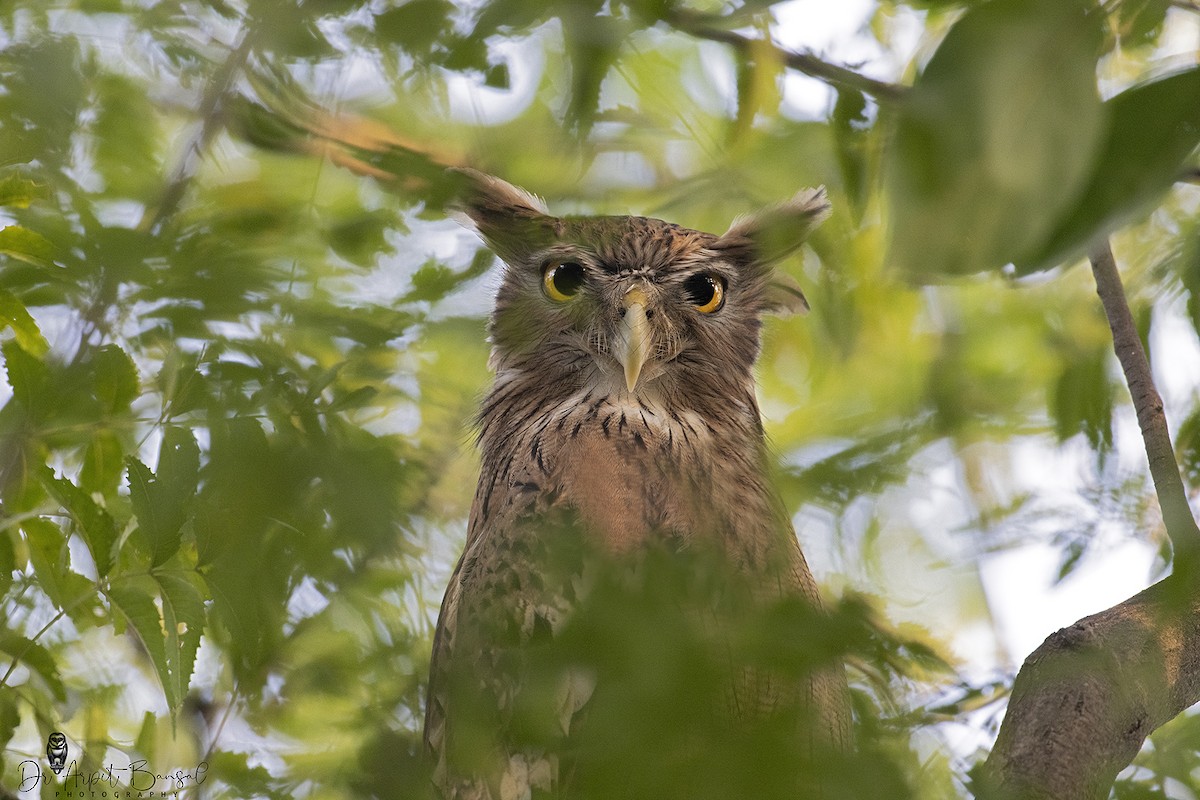 Brown Fish-Owl - Arpit Bansal
