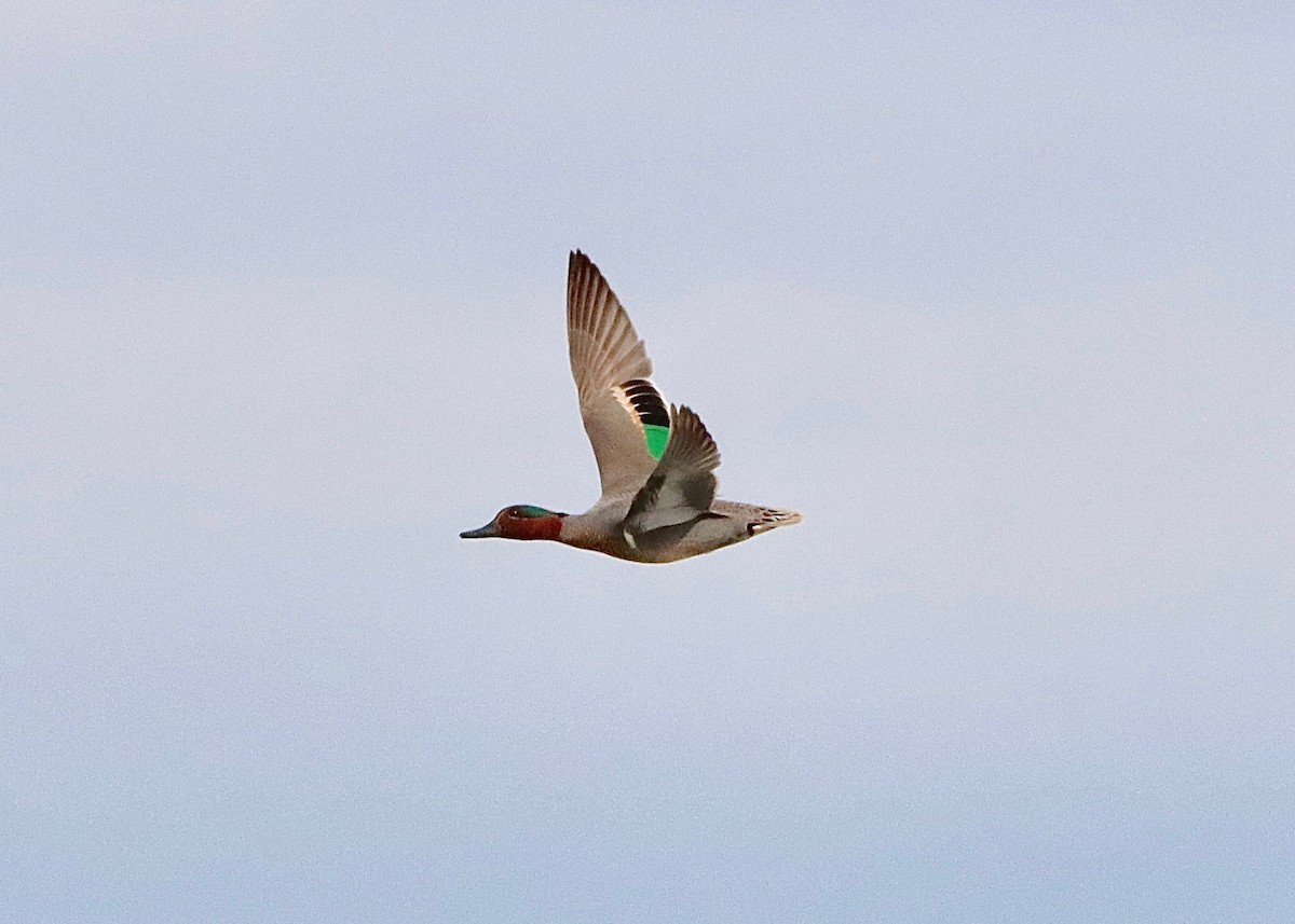 Green-winged Teal - ML443008271