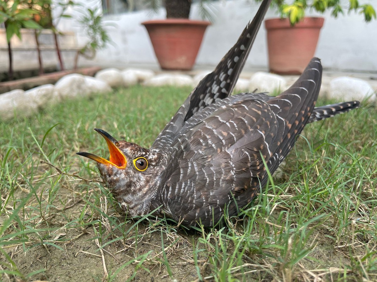 Common Cuckoo - Arpit Bansal