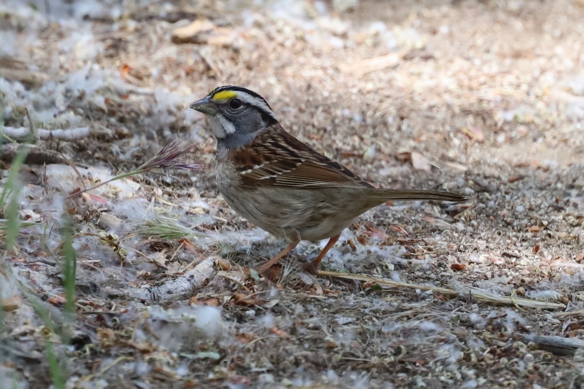 White-throated Sparrow - William Rockey