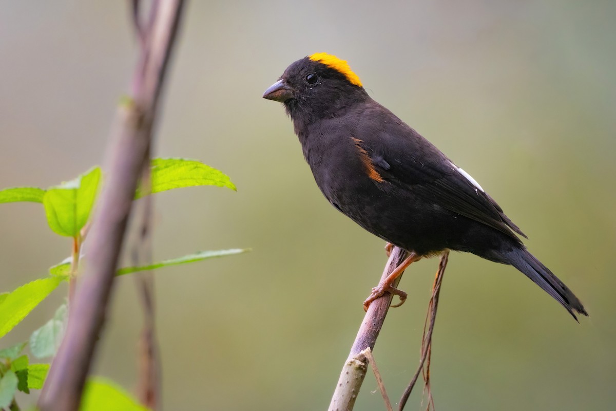 Gold-naped Finch - Phil Chaon