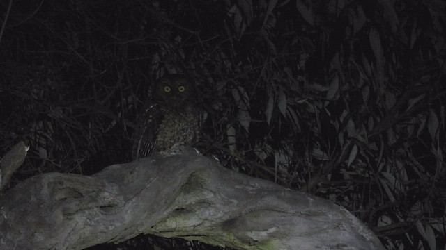Bare-shanked Screech-Owl - ML443017711