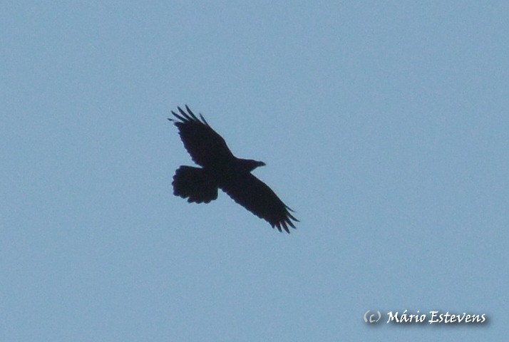 Common Raven - ML44301871