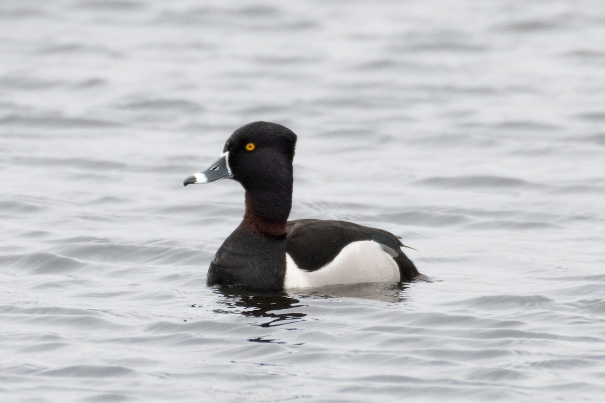 Ring-necked Duck - ML443022131