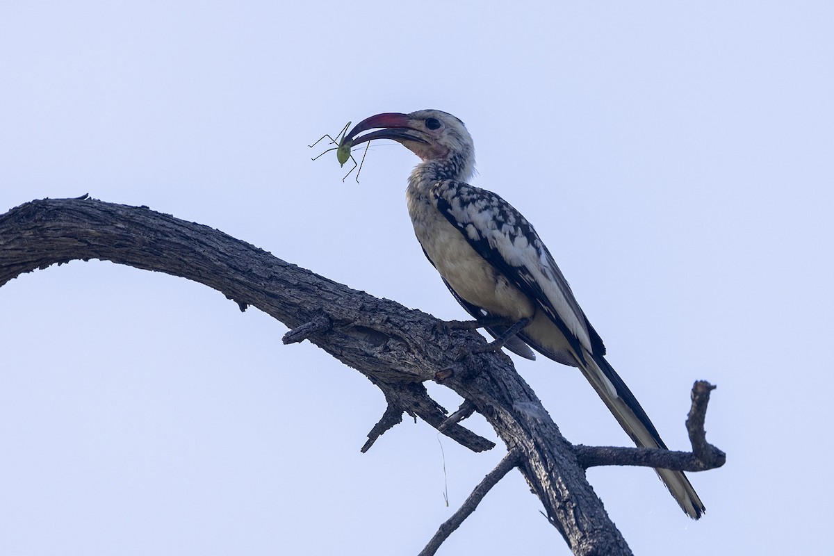 Damara Red-billed Hornbill - Niall D Perrins