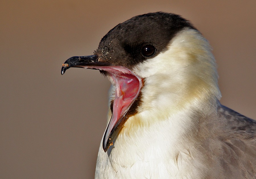 Long-tailed Jaeger - Tim Avery