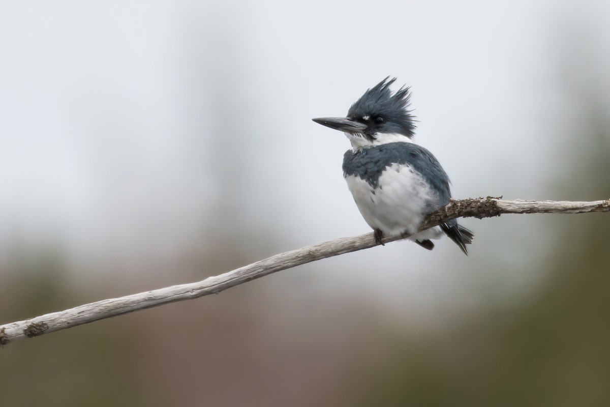 Belted Kingfisher - ML443025901