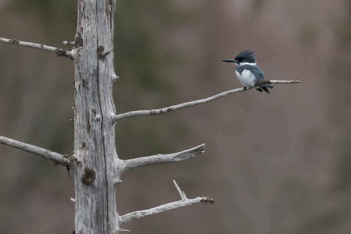 Belted Kingfisher - ML443025921