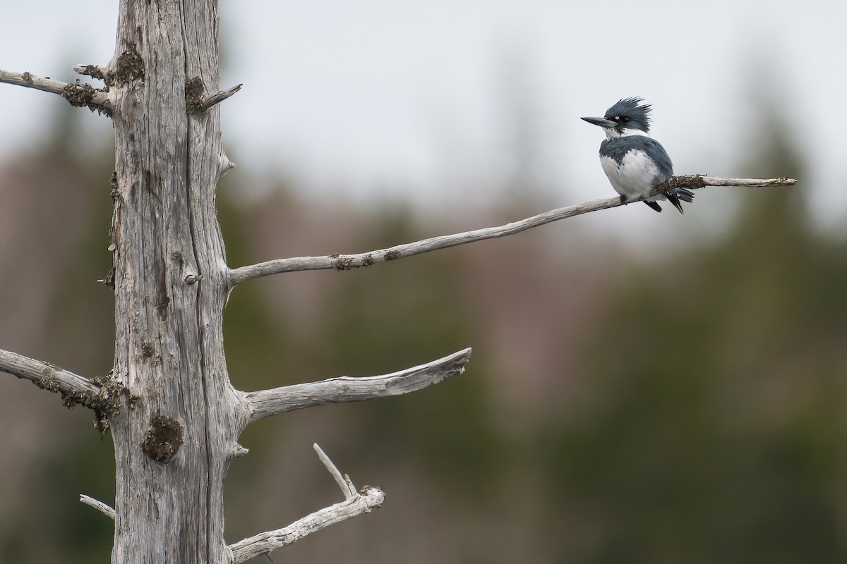 Belted Kingfisher - ML443025931
