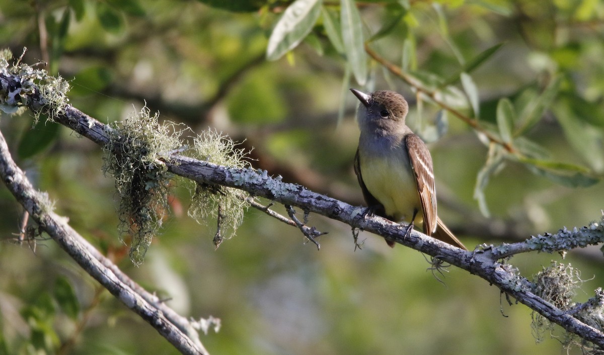 Great Crested Flycatcher - ML443026821