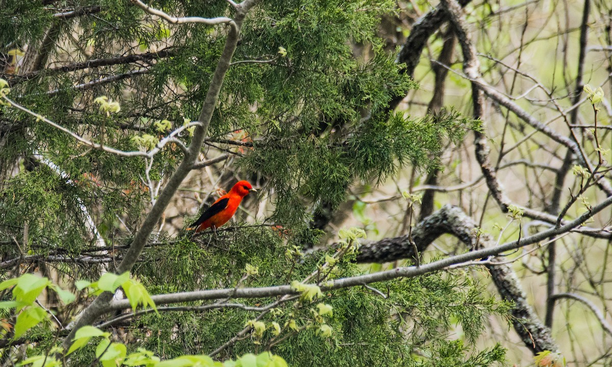 Scarlet Tanager - ML443027351