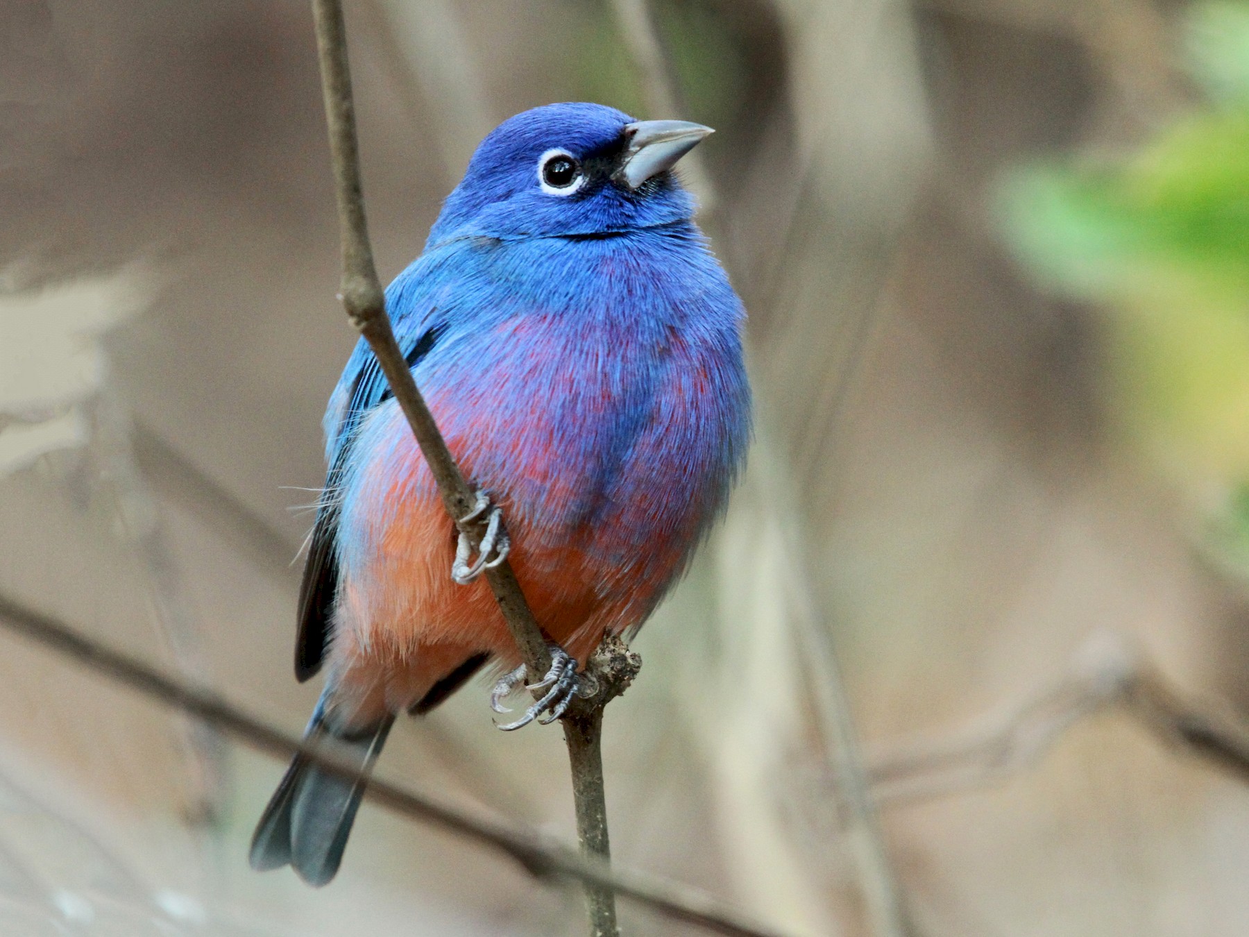 Rose-bellied Bunting - Anonymous