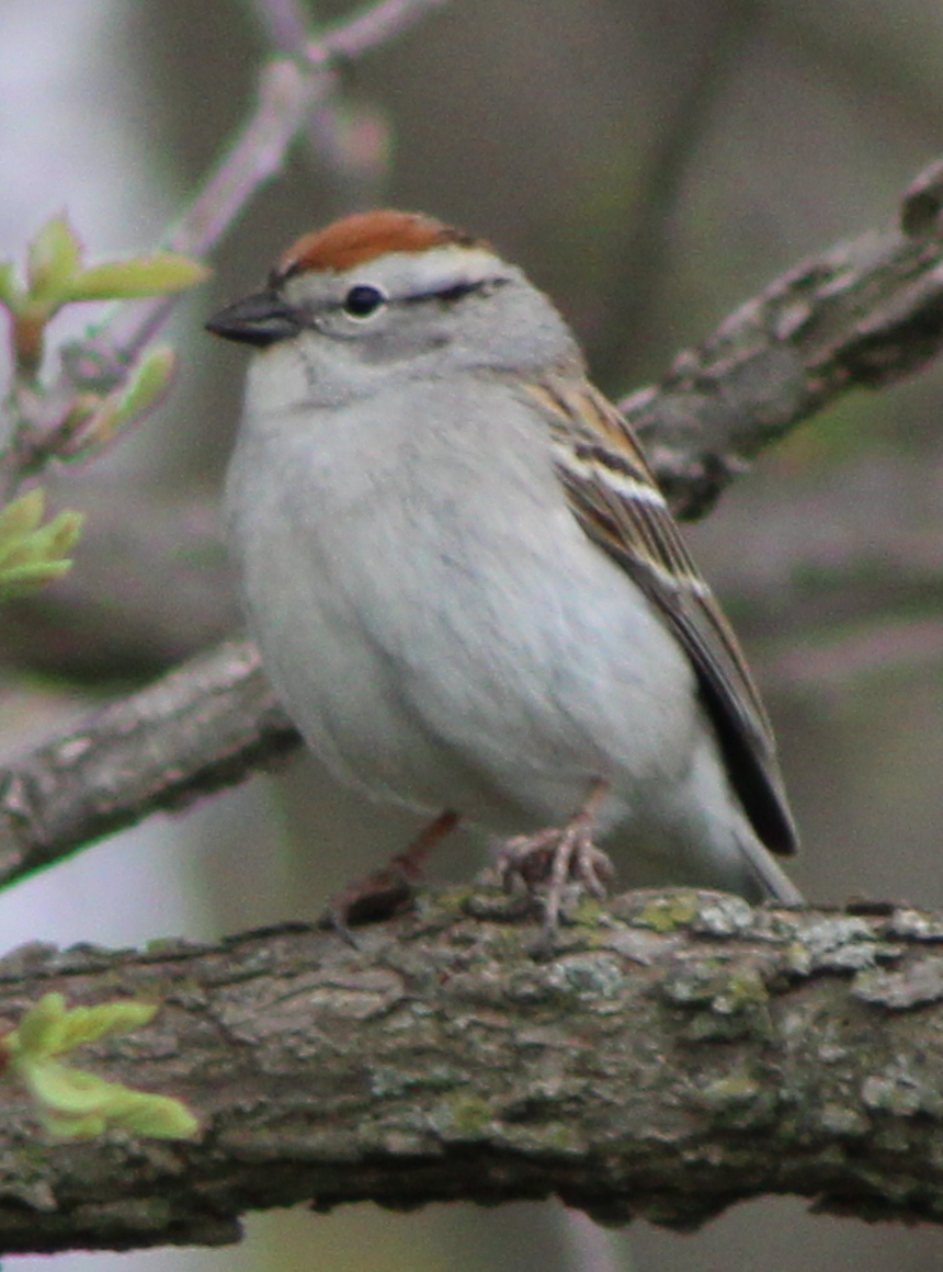 Chipping Sparrow - ML443031451