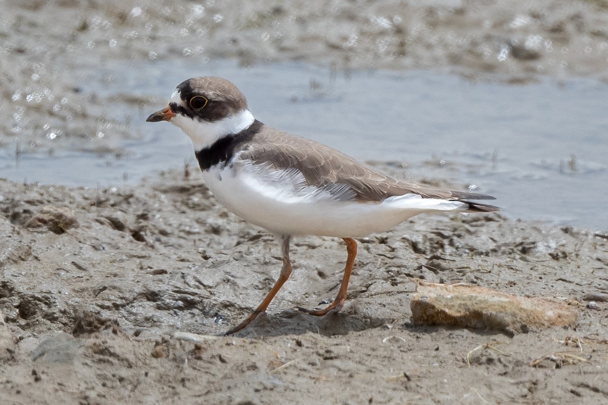 Semipalmated Plover - ML443032501