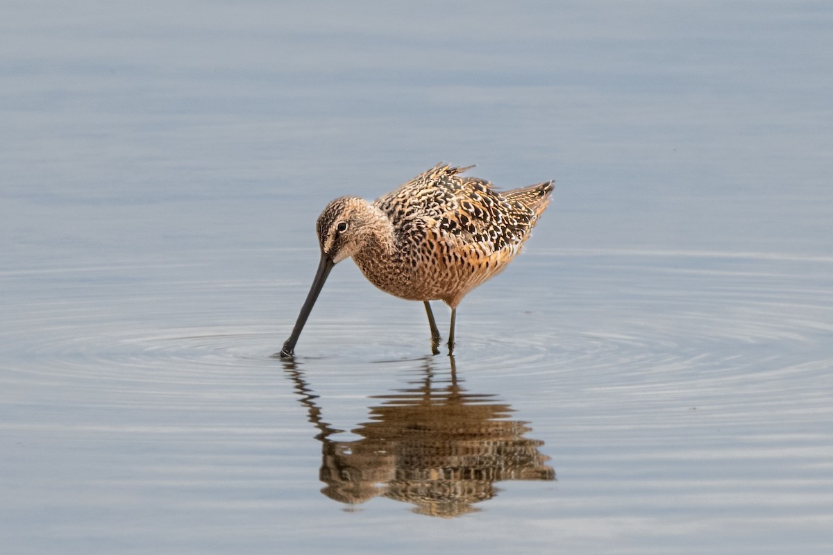 Long-billed Dowitcher - ML443032521
