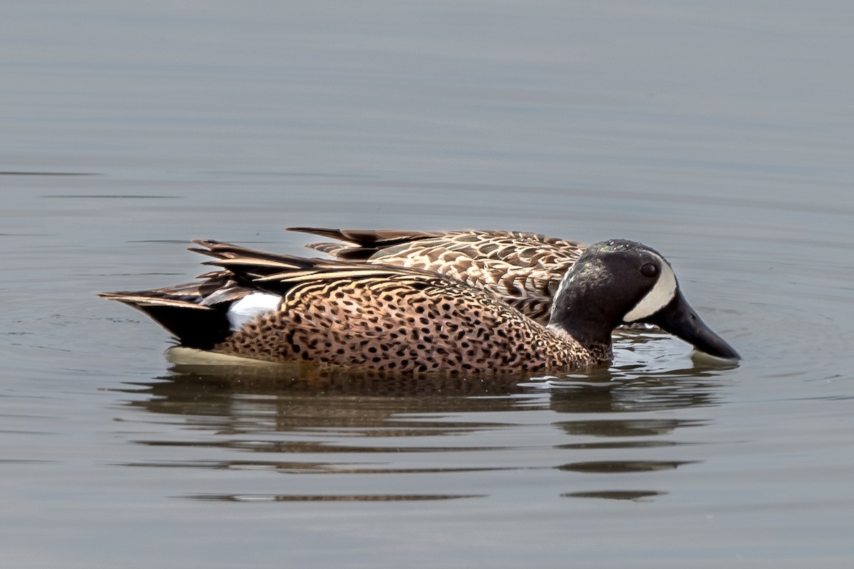 Blue-winged Teal - ML443032601