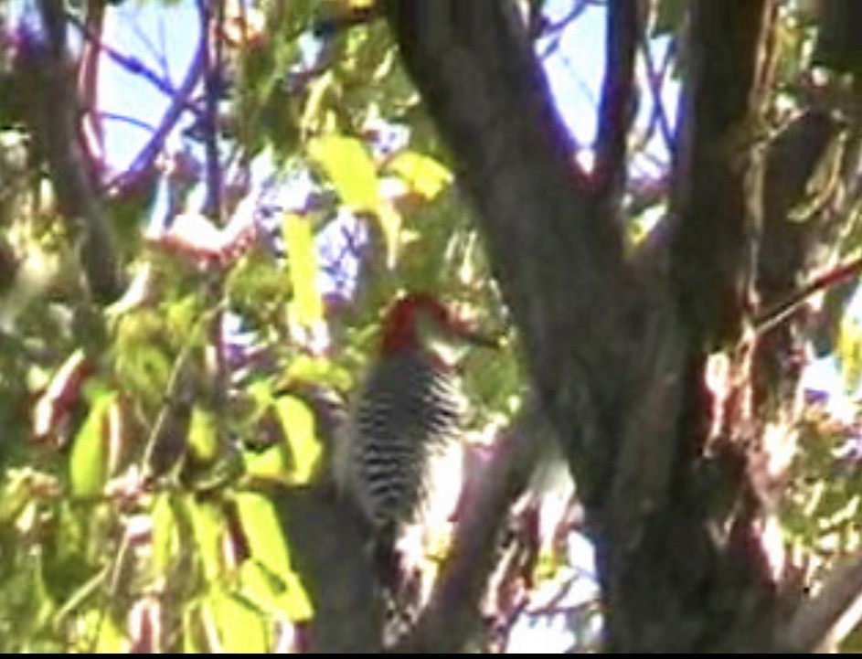 Red-bellied Woodpecker - Matt Baumann
